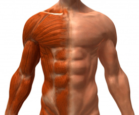 Muscle Hypertrophy: Constant Tension