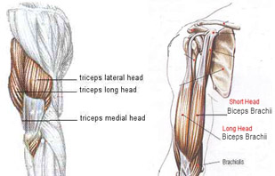 Hand Grips: Trice and Bicep Heads